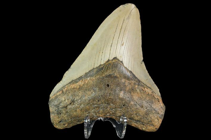 Fossil Megalodon Tooth - North Carolina #109717